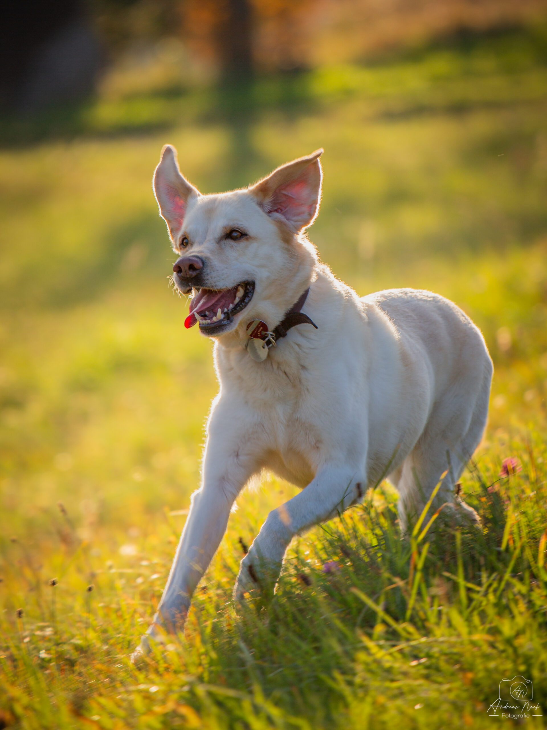  nf 8278