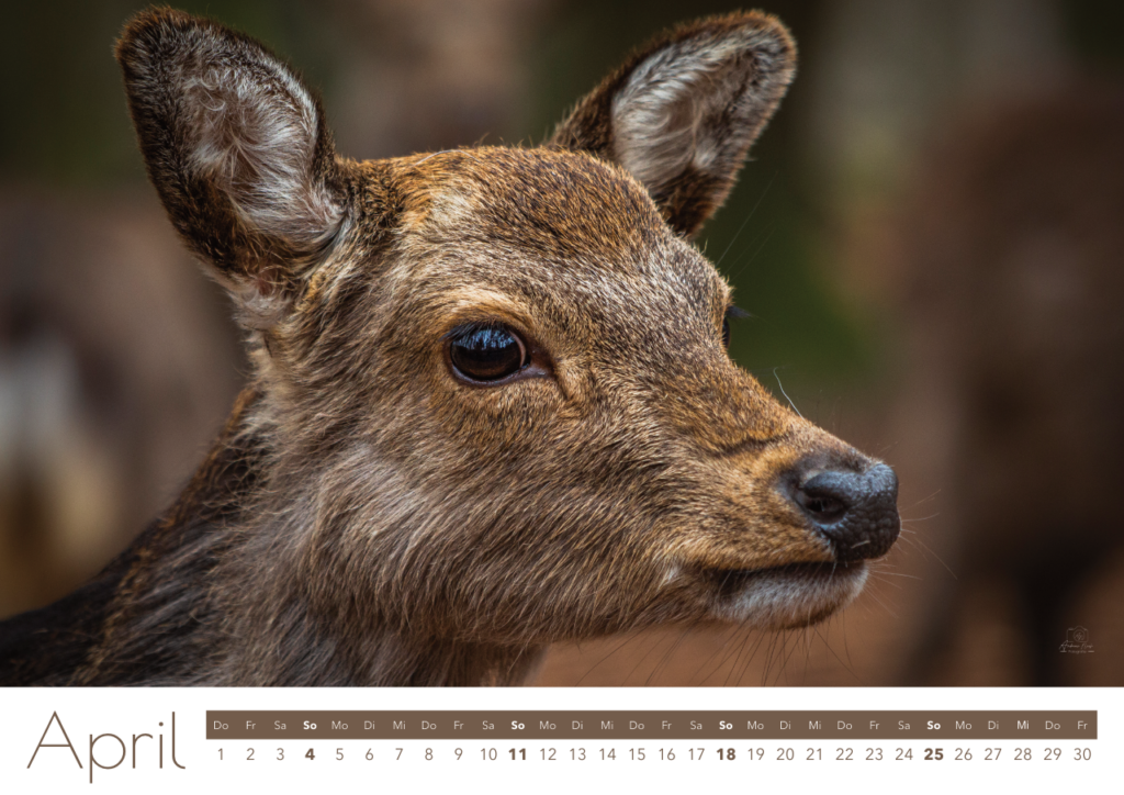 natur groß 27 5
