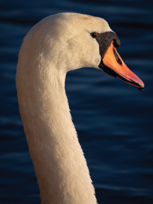 Natur 27 1 E1787674102151