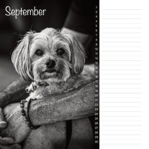 streetfoto kalender immerwährend sw 10